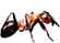 mr�wki