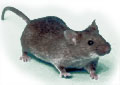 Deratyzacja